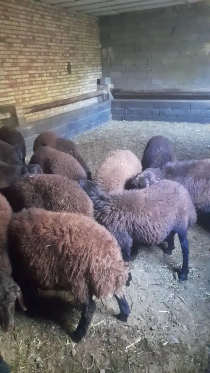 بره نر گوشتی|حیوانات مزرعه|صوفیان, |دیوار