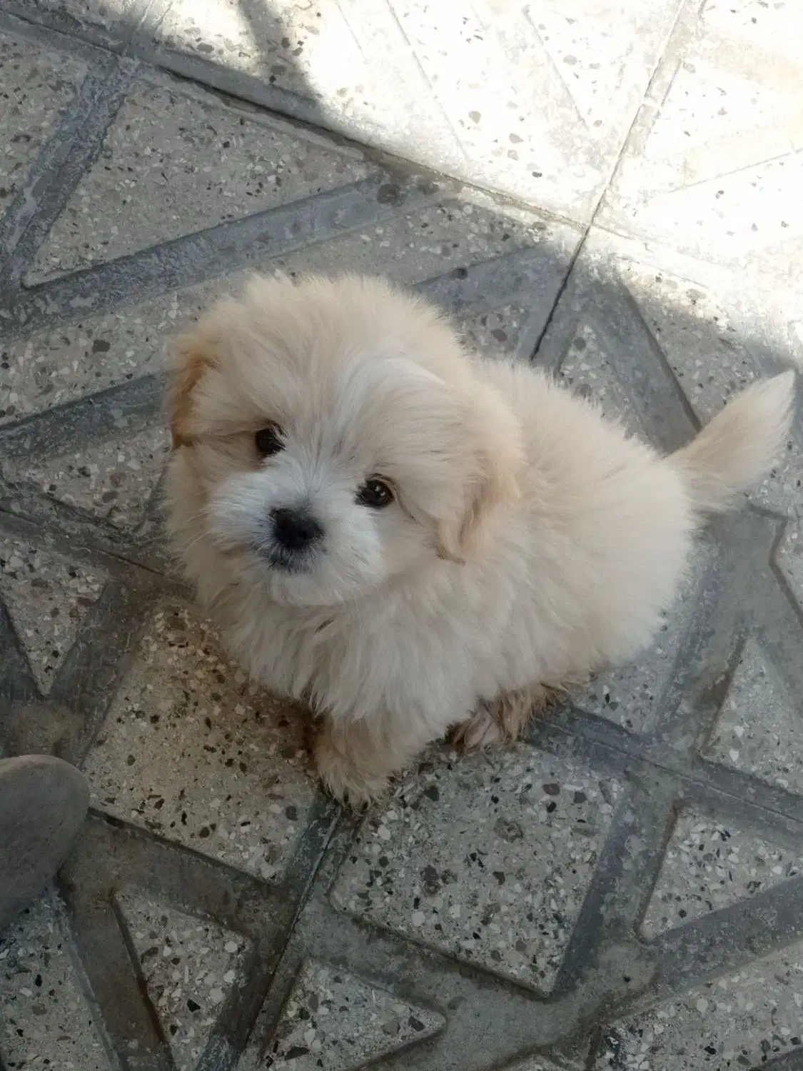 3میلیون فروش سگ نر پا کوتا|سگ|شیروان (خراسان), |دیوار