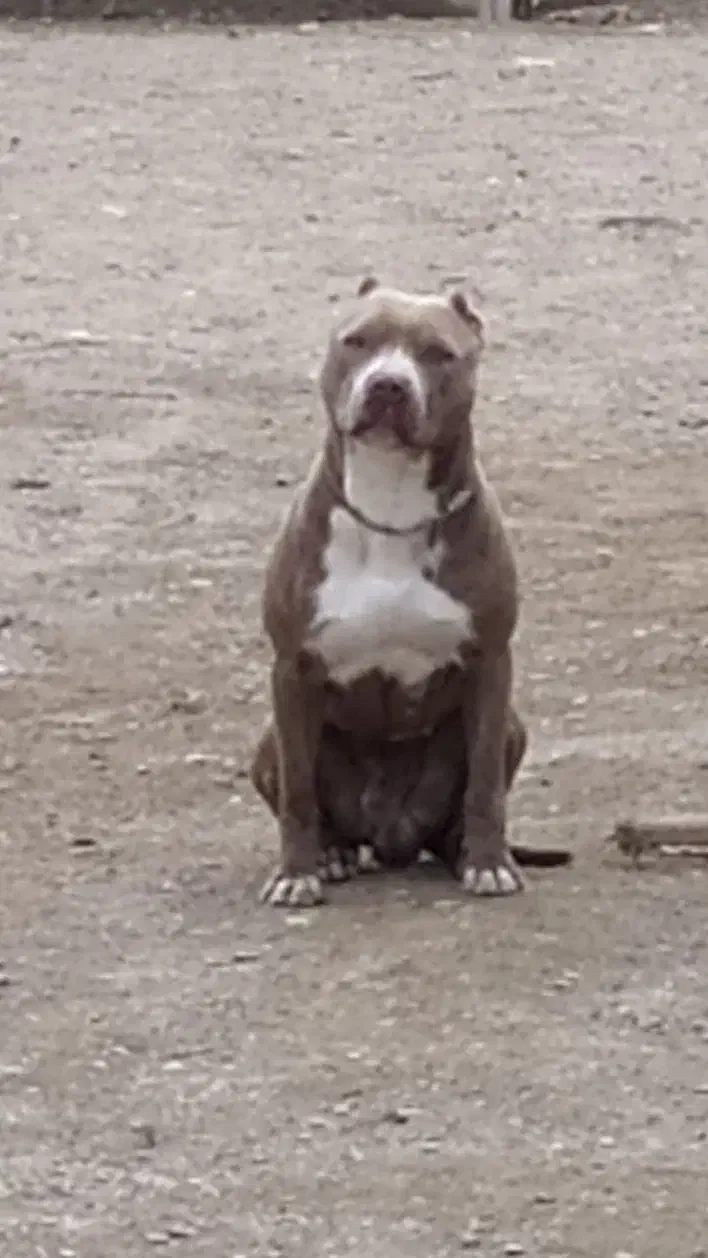 baykal|سگ|مشهد, فارغ التحصیلان|دیوار