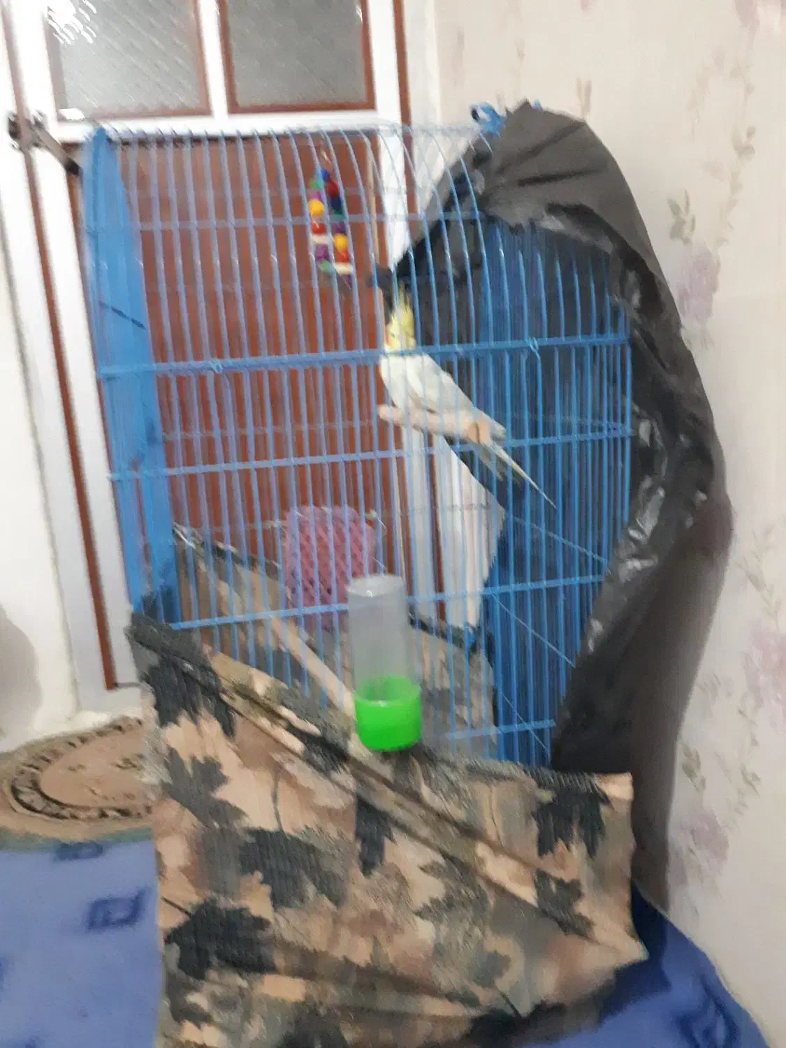 عروس هلندی نر باقفس|پرنده|بندر ماهشهر, |دیوار