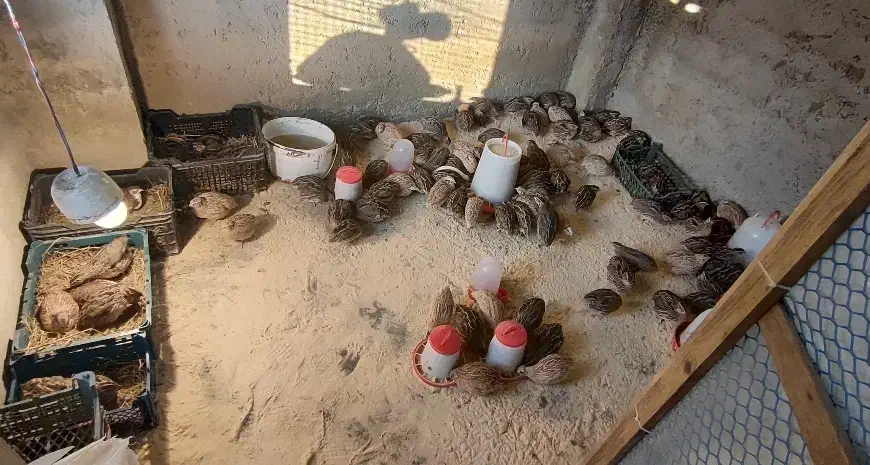 بلدرچین نر|حیوانات مزرعه|لاهیجان, حاجی آباد|دیوار