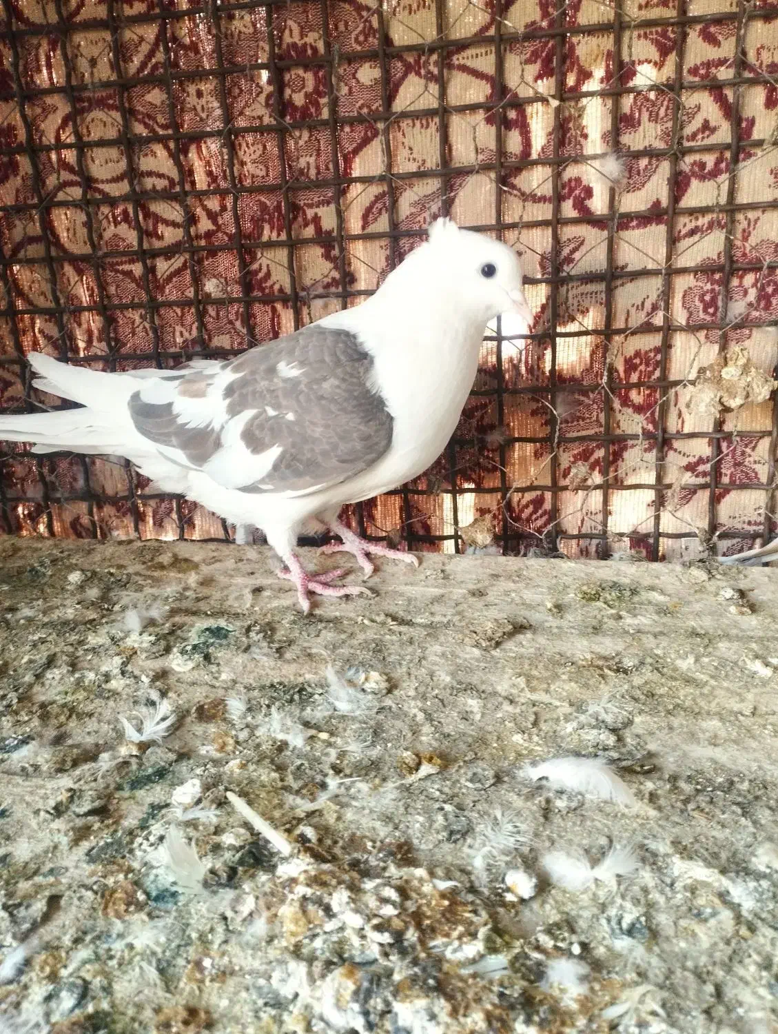 کبوتر|پرنده|زارچ, |دیوار