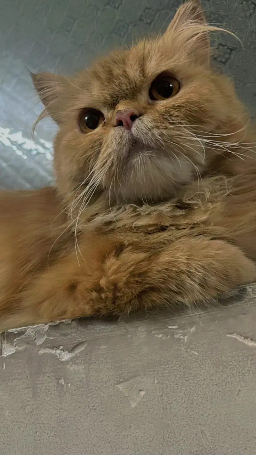 پرشین گارفیلدی|گربه|ری, جوانمرد قصاب|دیوار