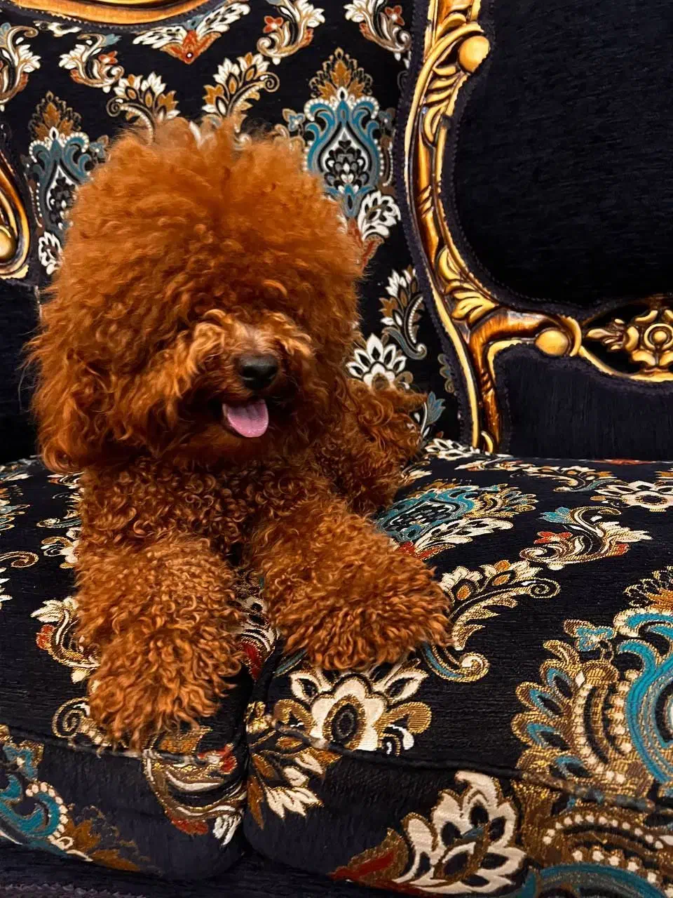 توی پودل و تاینی پودل دوماهه|سگ|تهران, وردآورد|دیوار