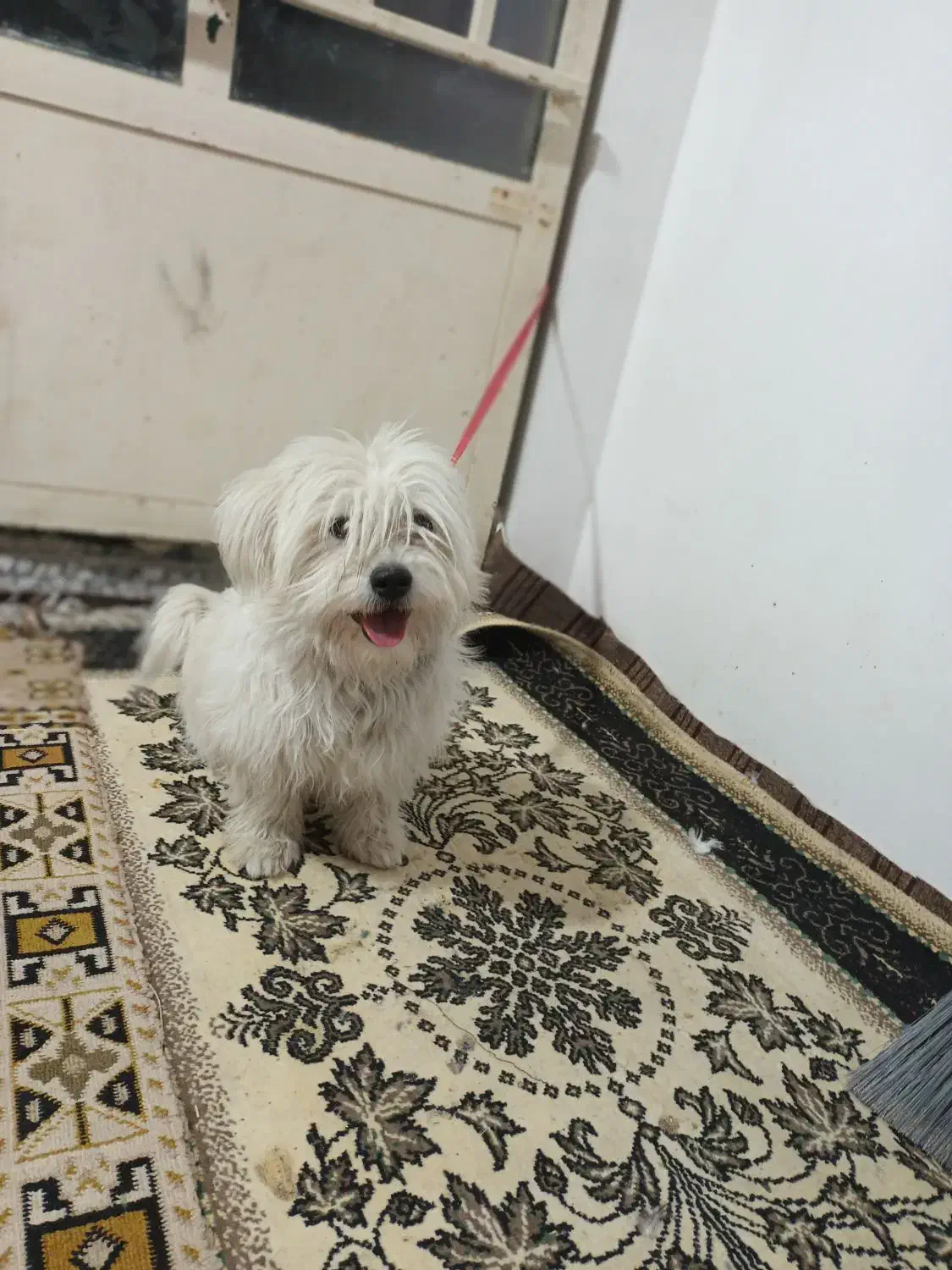 فوروش سگ شیتزو|سگ|شاهین‌شهر, گزبرخوار|دیوار