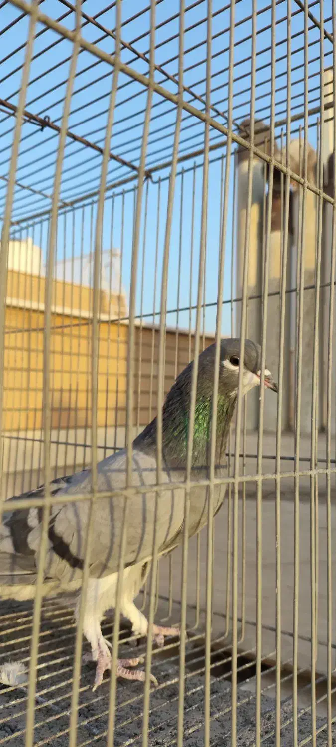 بدرنگ ماده  خرقه 12ماهه آماده جفت|پرنده|اصفهان, عسگریه|دیوار