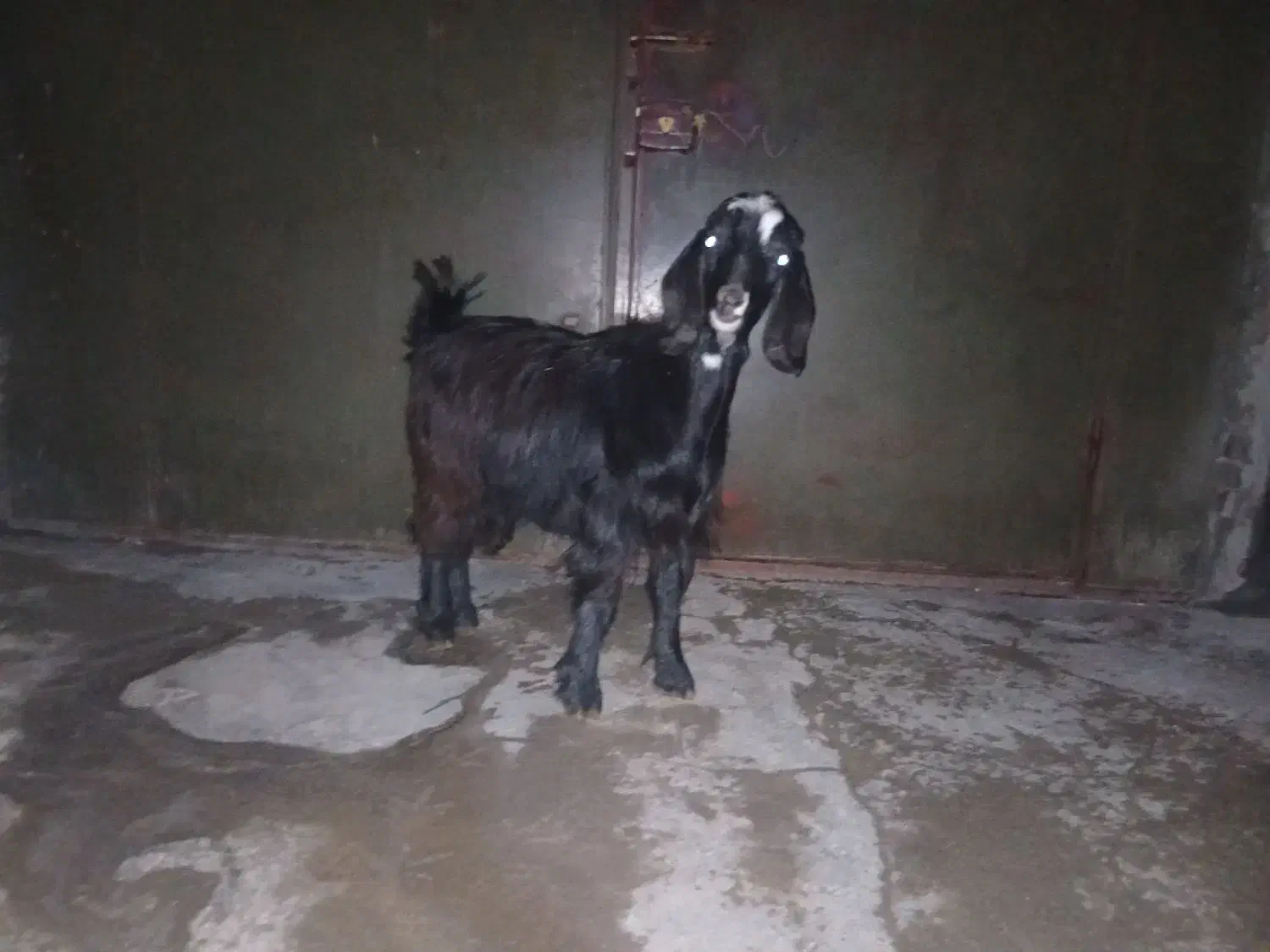 بز سالم|حیوانات مزرعه|اسلامآباد غرب, |دیوار