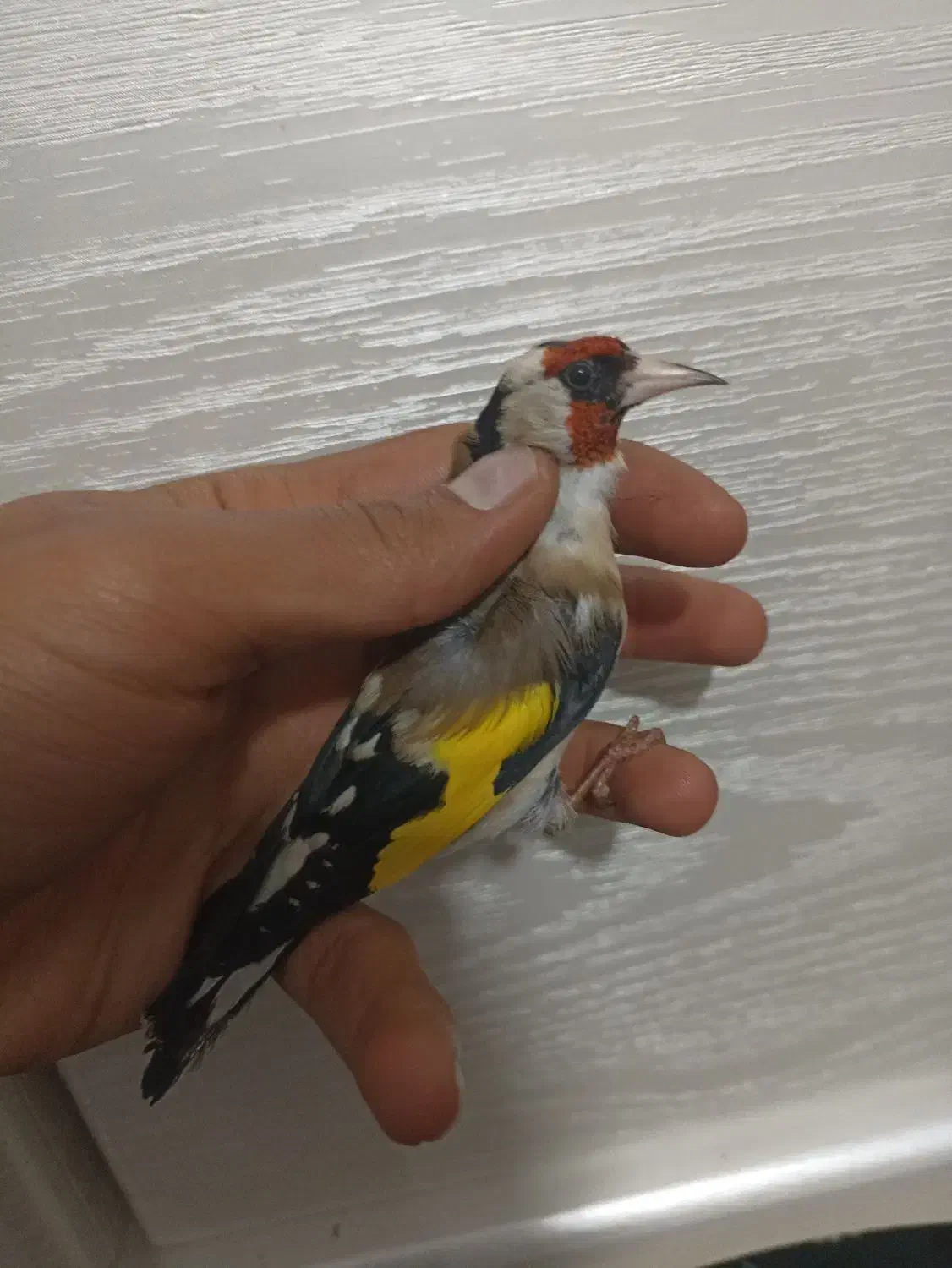 سهره دهن زن|پرنده|شیراز, کوشک میدان|دیوار