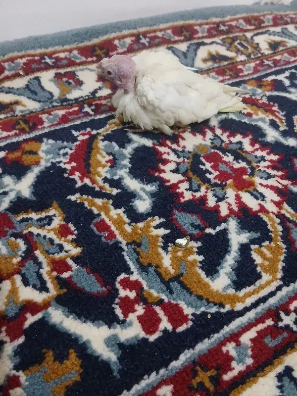 عروس هلندی|پرنده|قائن, |دیوار