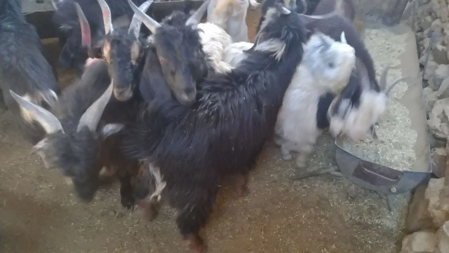 فروش تعدادی کهره نر|حیوانات مزرعه|نیر (یزد), |دیوار