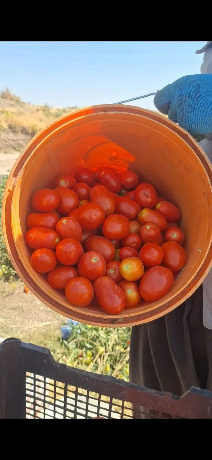گوجه|خوردنی و آشامیدنی|بیلوار, |دیوار