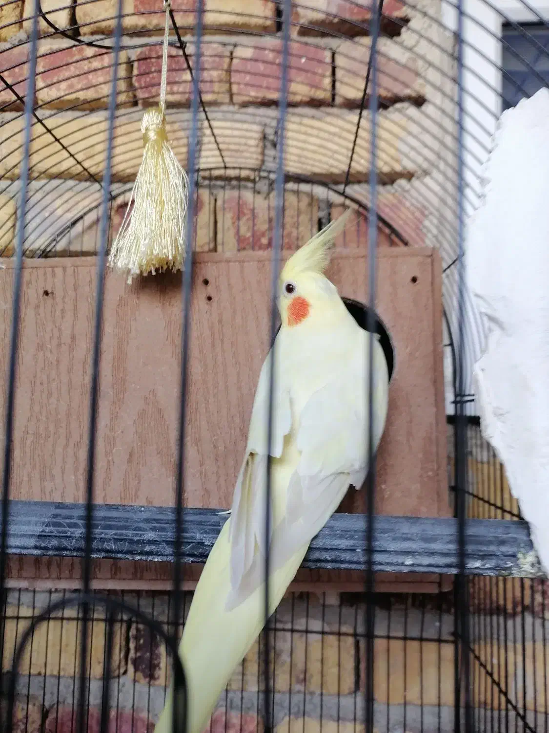 عروس هلندی نر وماده|پرنده|ارومیه, |دیوار