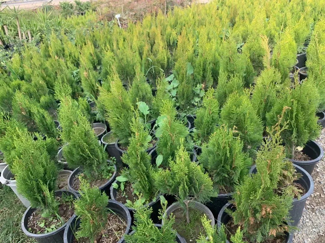 گل و گیاه آپارتمانی|گل و گیاه طبیعی|مینودشت, |دیوار