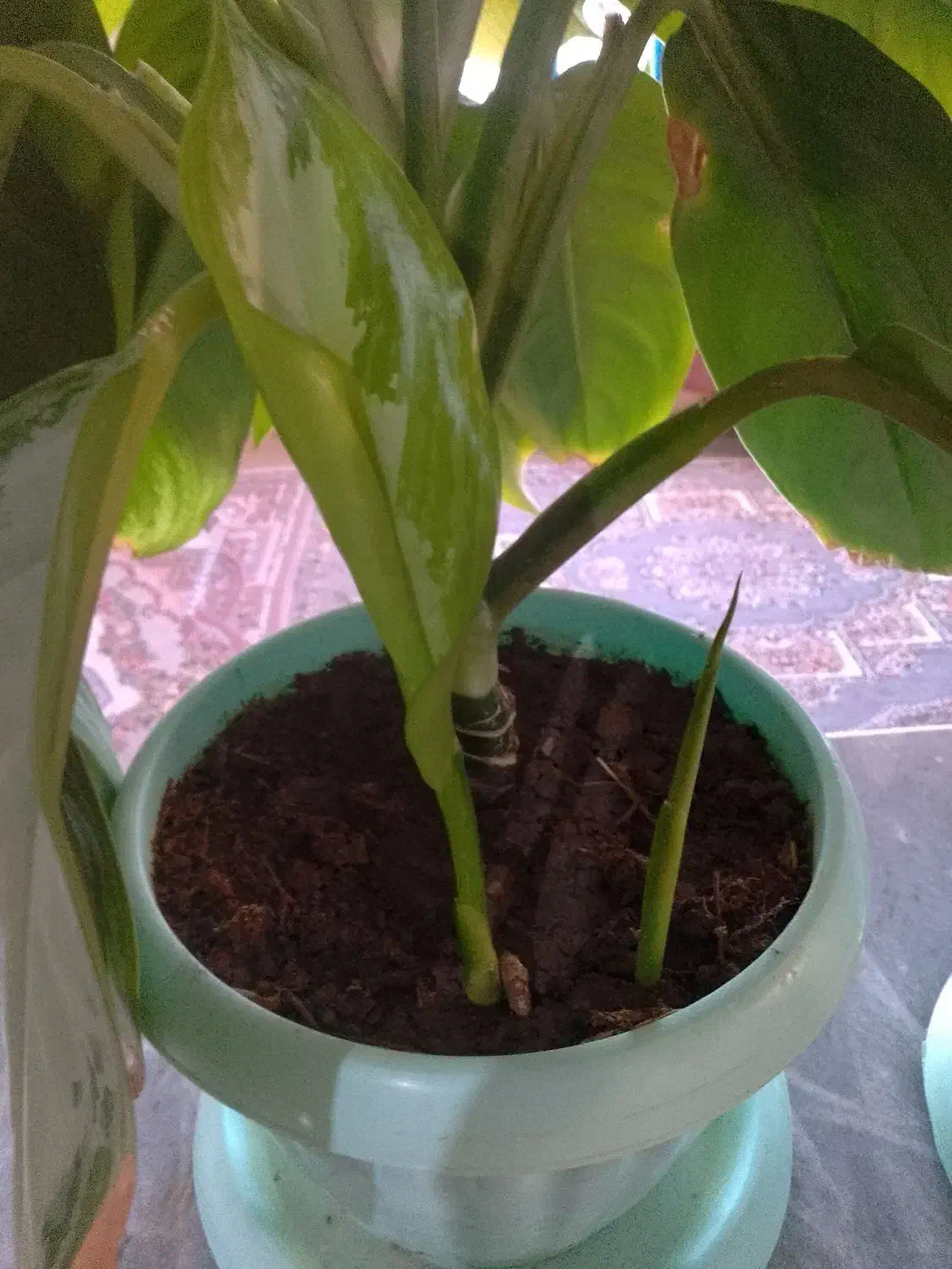 فروش گل|گل و گیاه طبیعی|چناران, |دیوار