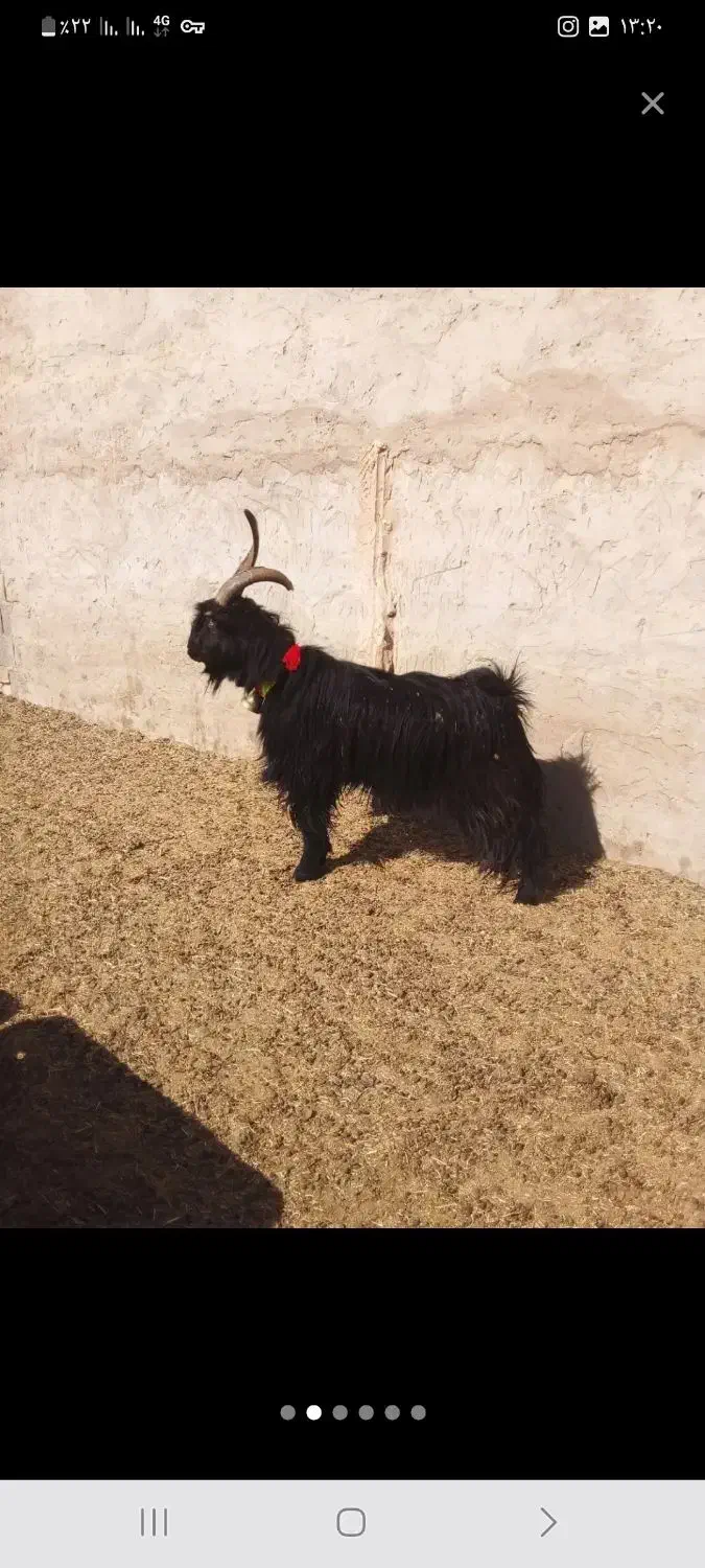 چپش دوبور دبر دوبر بزغاله دبری|حیوانات مزرعه|بن, |دیوار