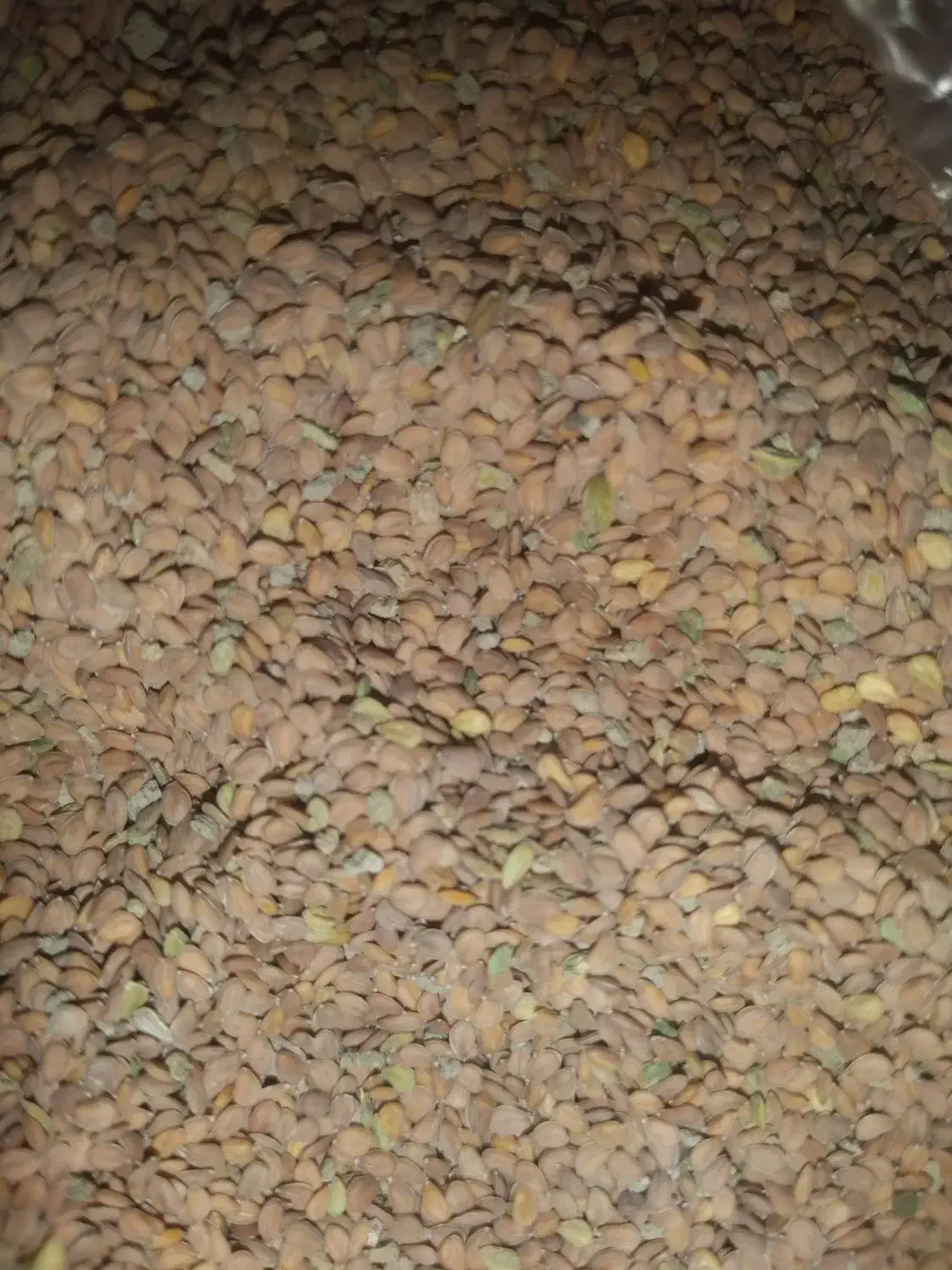 قدومه بذری|عمدهفروشی|زرقان, |دیوار