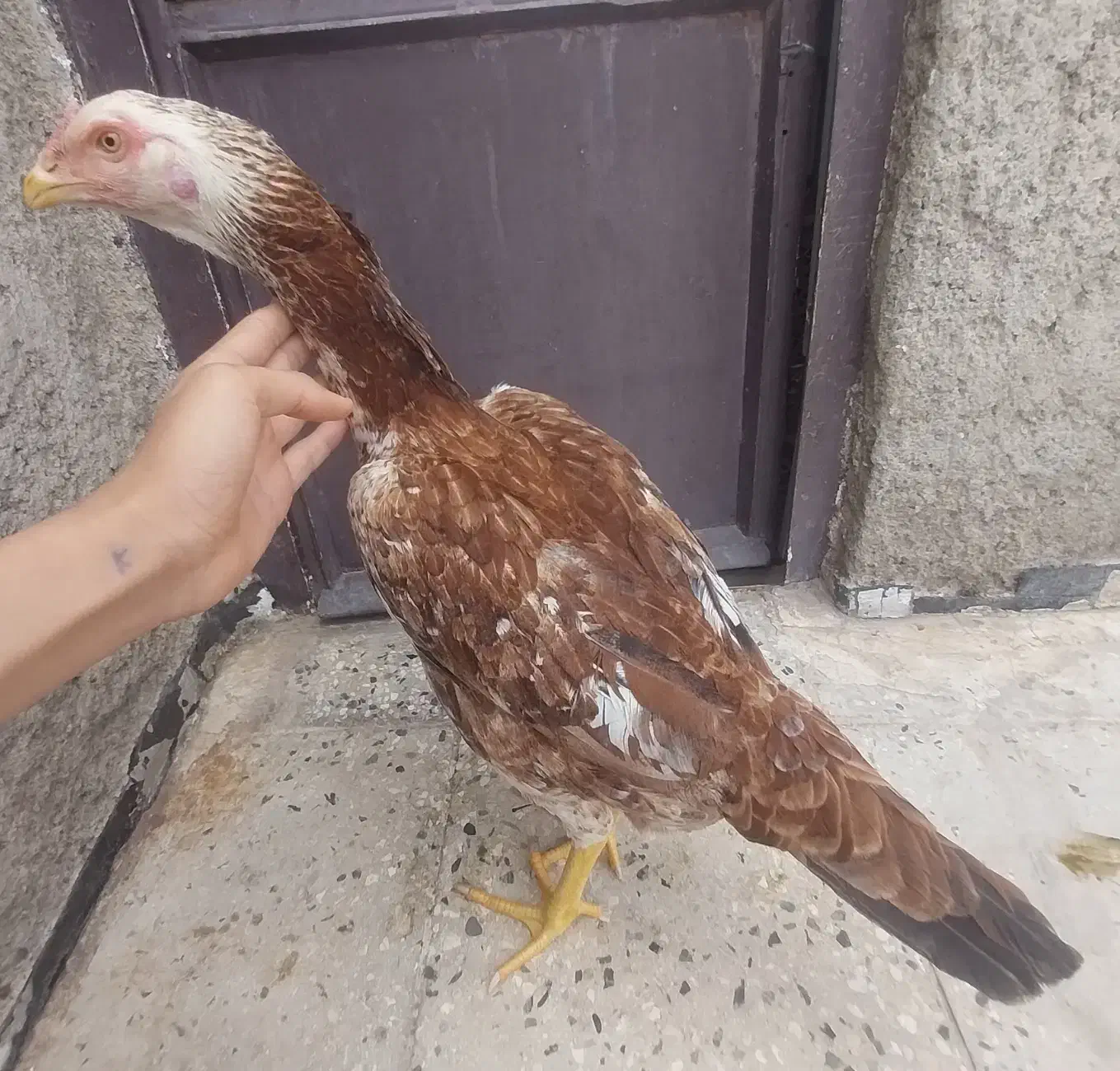 لاری|حیوانات مزرعه|قزوین, |دیوار