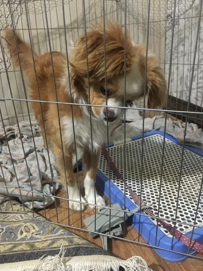 واگذاری سگ رایگان|سگ|اراک, |دیوار