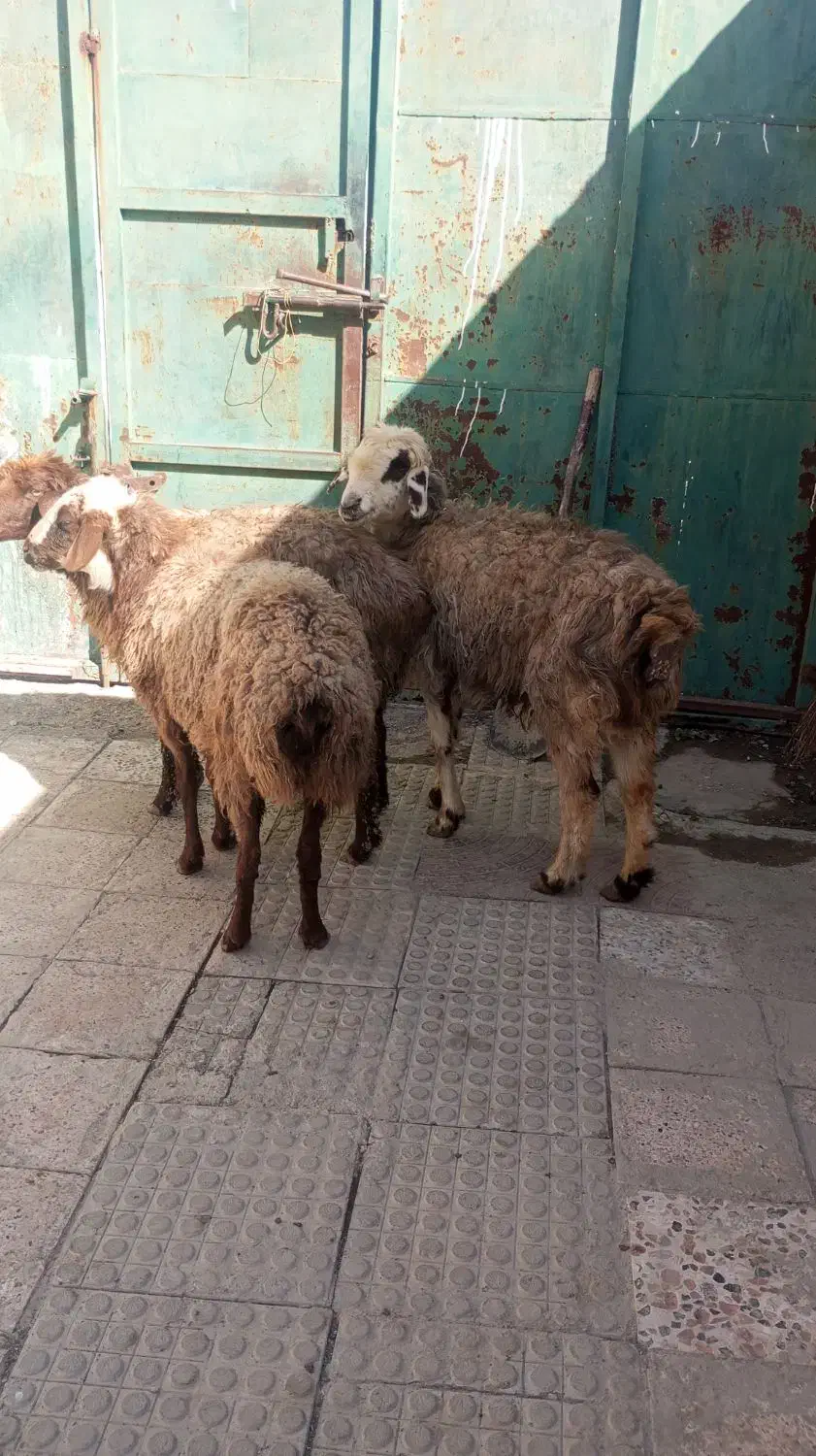 میش|حیوانات مزرعه|مشهد, ویلاشهر|دیوار