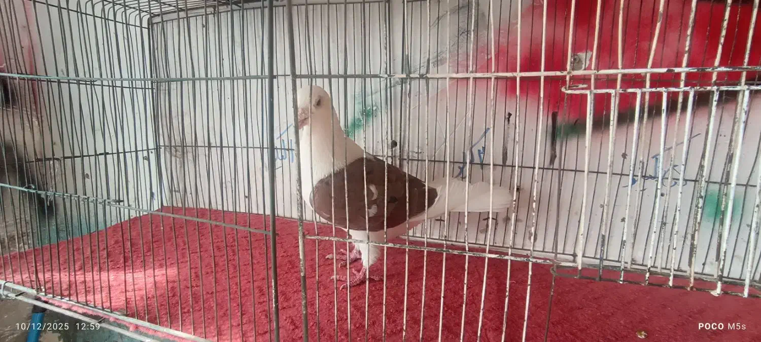 پشت گراف سرخ پر خال سیا نر|پرنده|گلبهار, بیزکی|دیوار