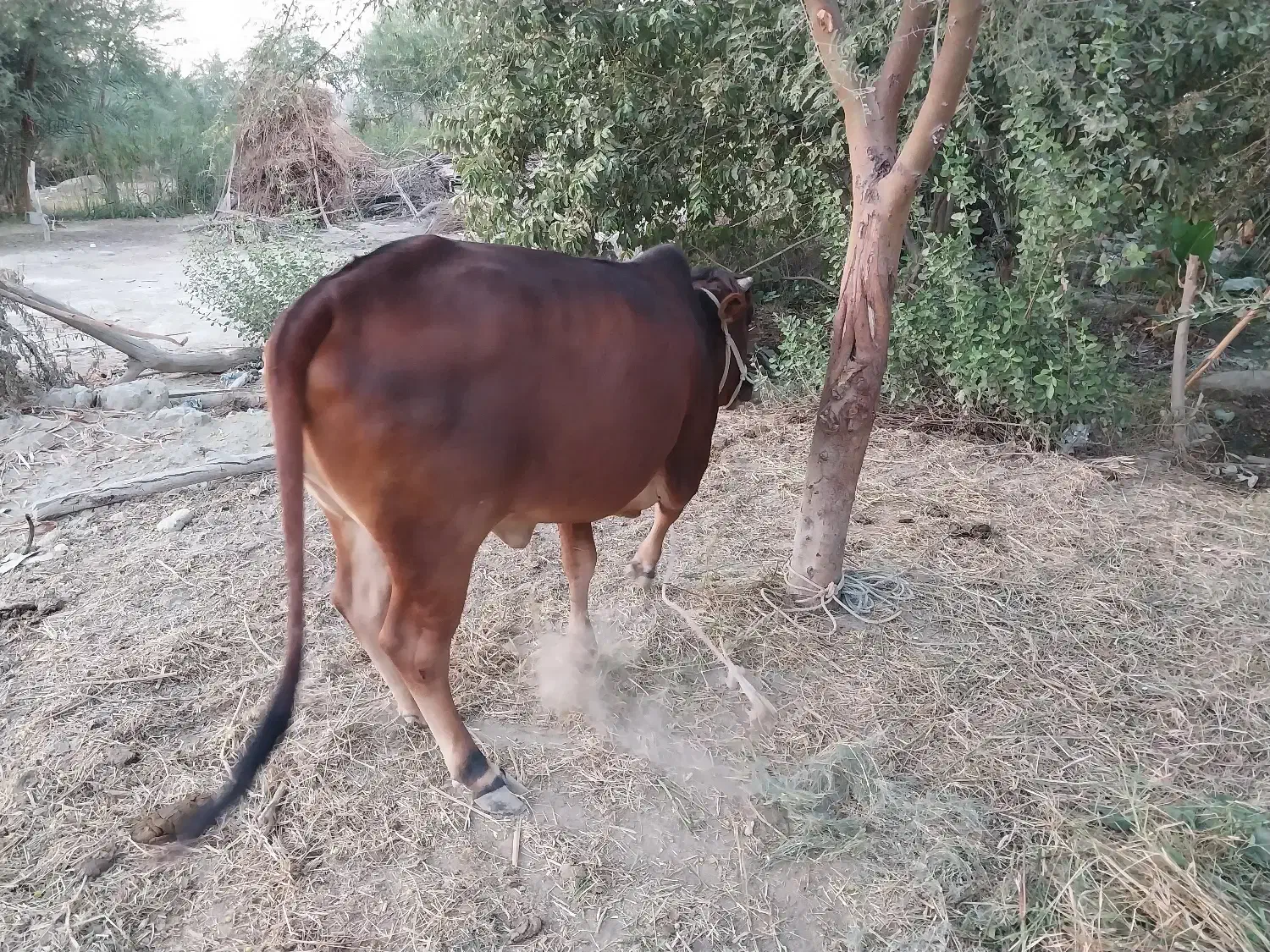 فروش گاو چاق ماده جوان|حیوانات مزرعه|پیر سهراب, |دیوار