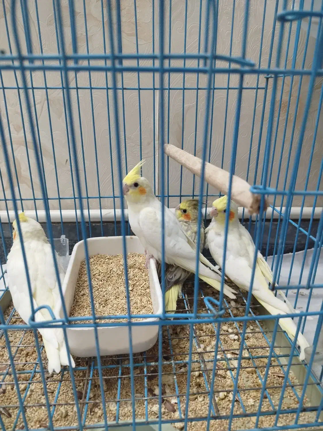 عروس هلندی سرلاکی و دون خور|پرنده|قدس, شهر‌قدس|دیوار