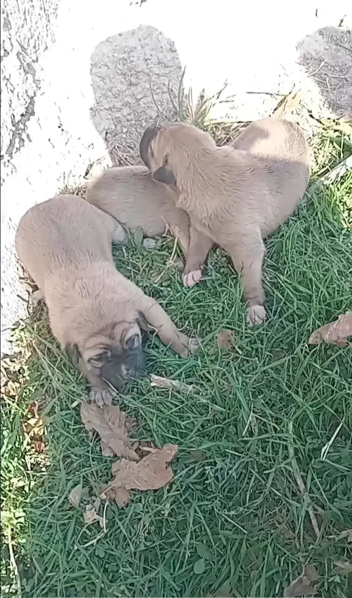 سگ سرابی شجره دارا درجه یک|سگ|کهریزک, |دیوار