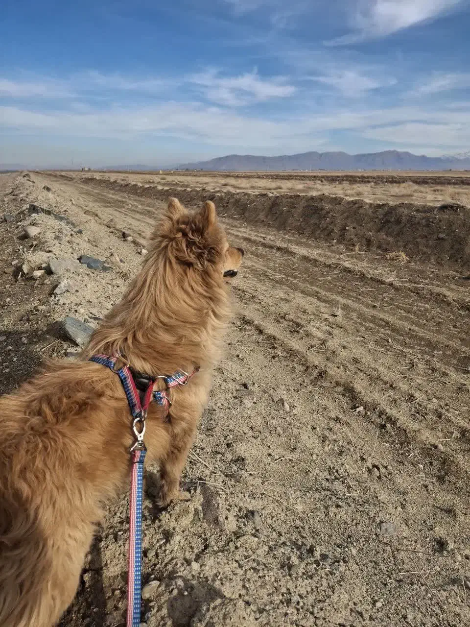 سگ پا کوتاه|سگ|اراک, |دیوار