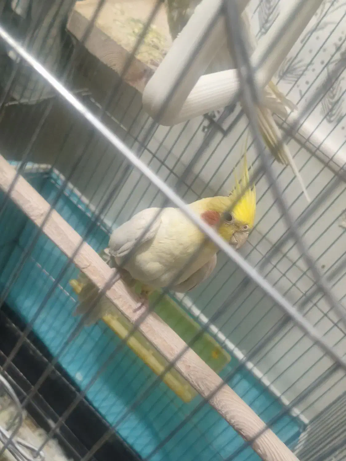 یک جفت عروس هلندی سخنگو|پرنده|رفسنجان, |دیوار