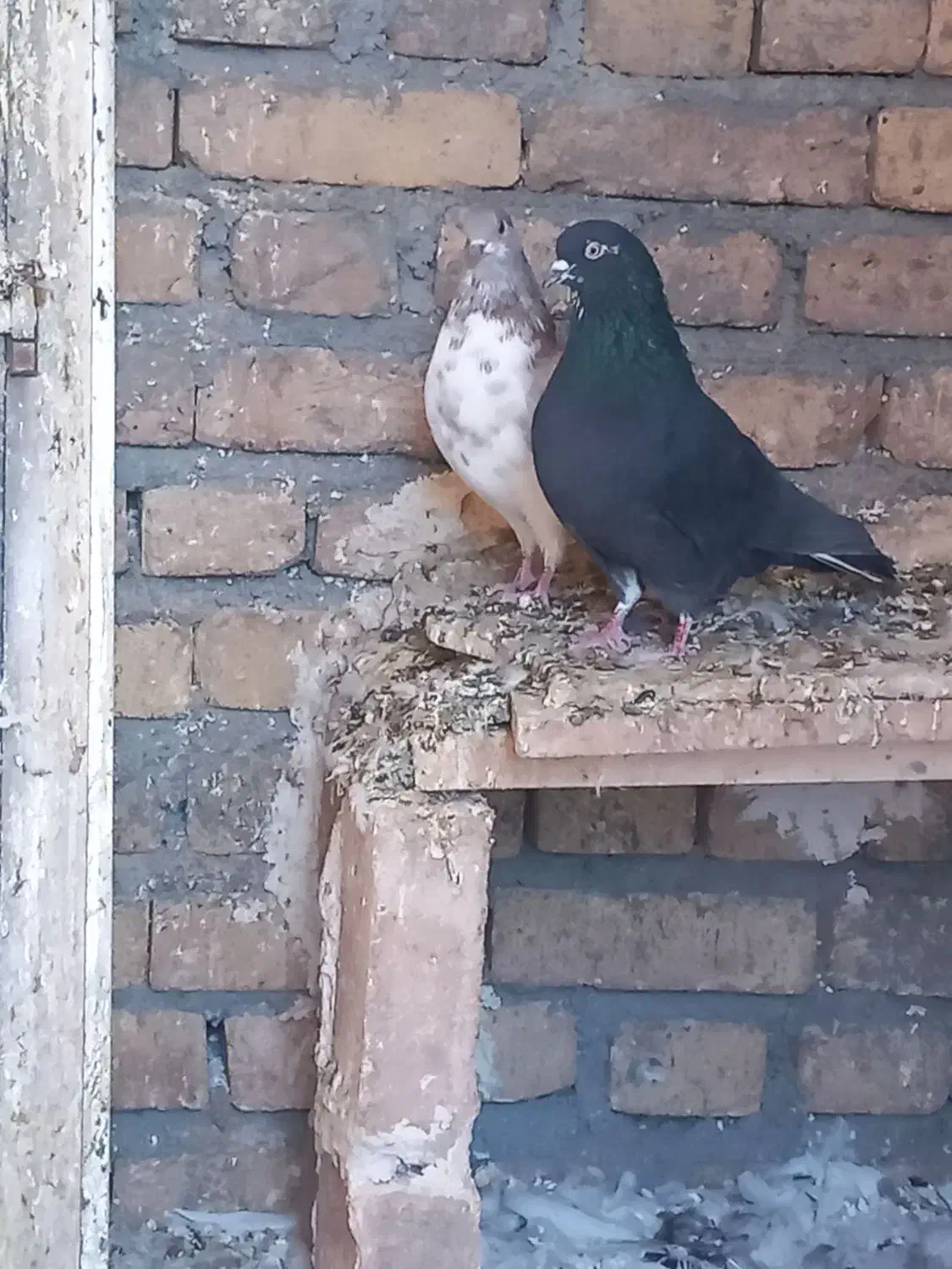 کبوتر تهرانی|پرنده|فیروزآباد, |دیوار