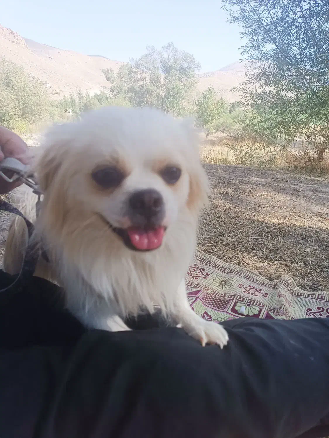 هرکس کسی می خواد زنگ بزنه 10تومن|سگ|ماکو, |دیوار