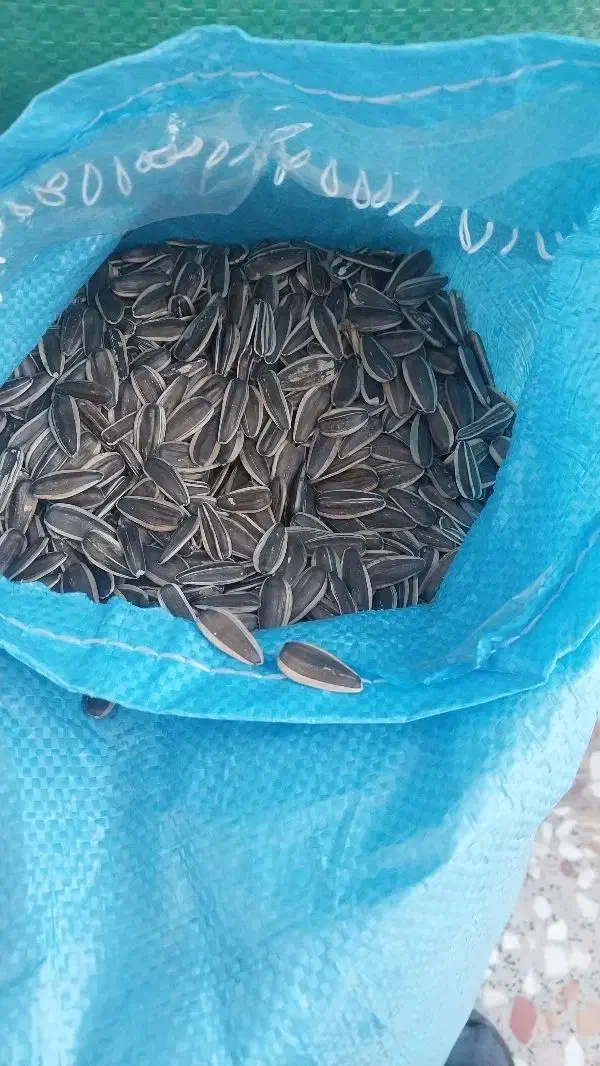 تخمه و خشکبار|عمده‌فروشی|اسفرورین, |دیوار