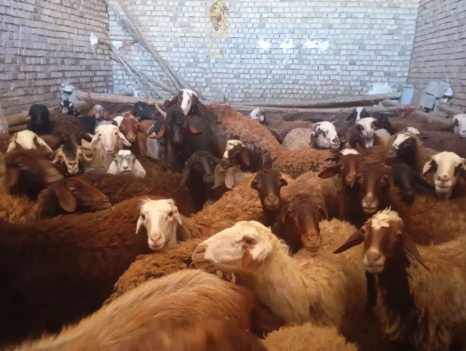 میش و بره|حیوانات مزرعه|بیرانوند, |دیوار