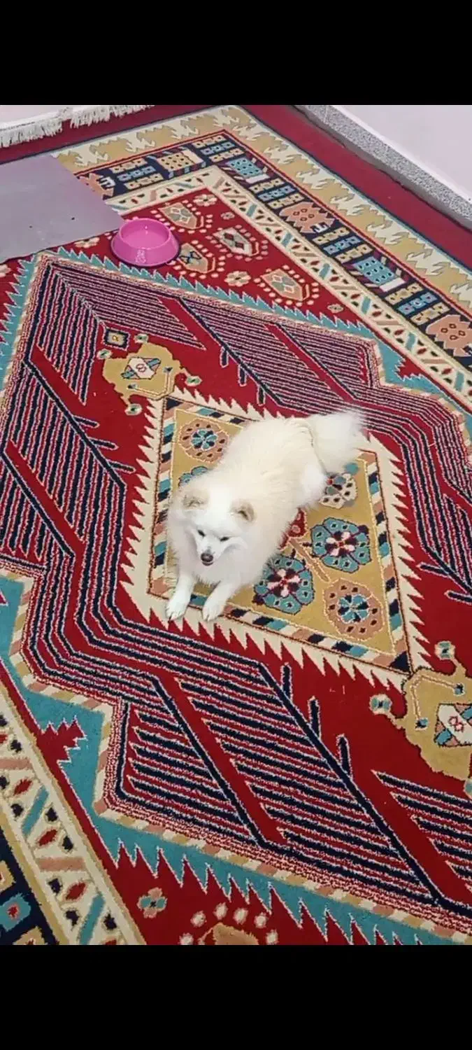 سگ پامر|سگ|اهواز, امانیه|دیوار