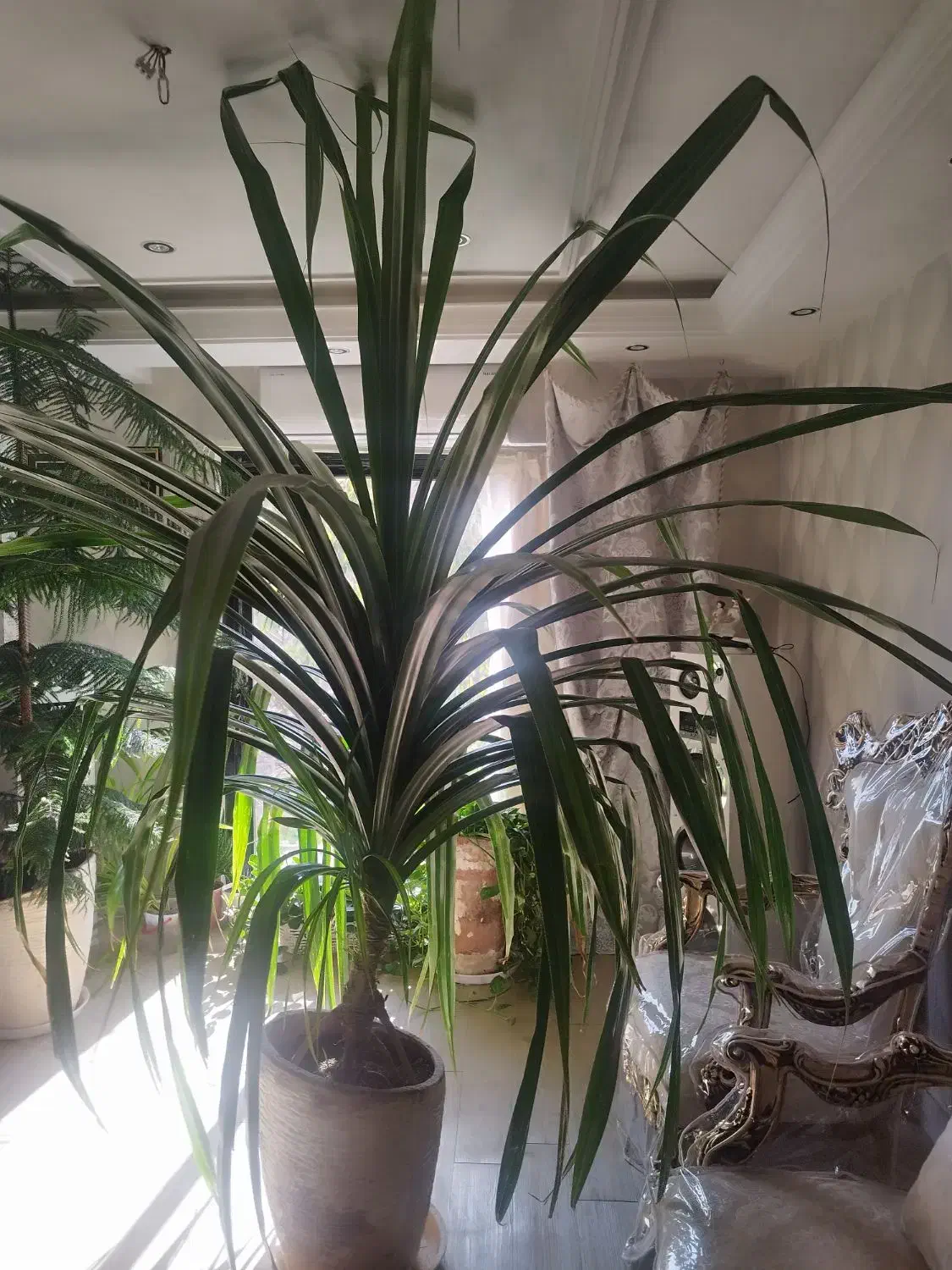 گل طبیعی بسیار بزرگ|گل و گیاه طبیعی|آبسرد, |دیوار