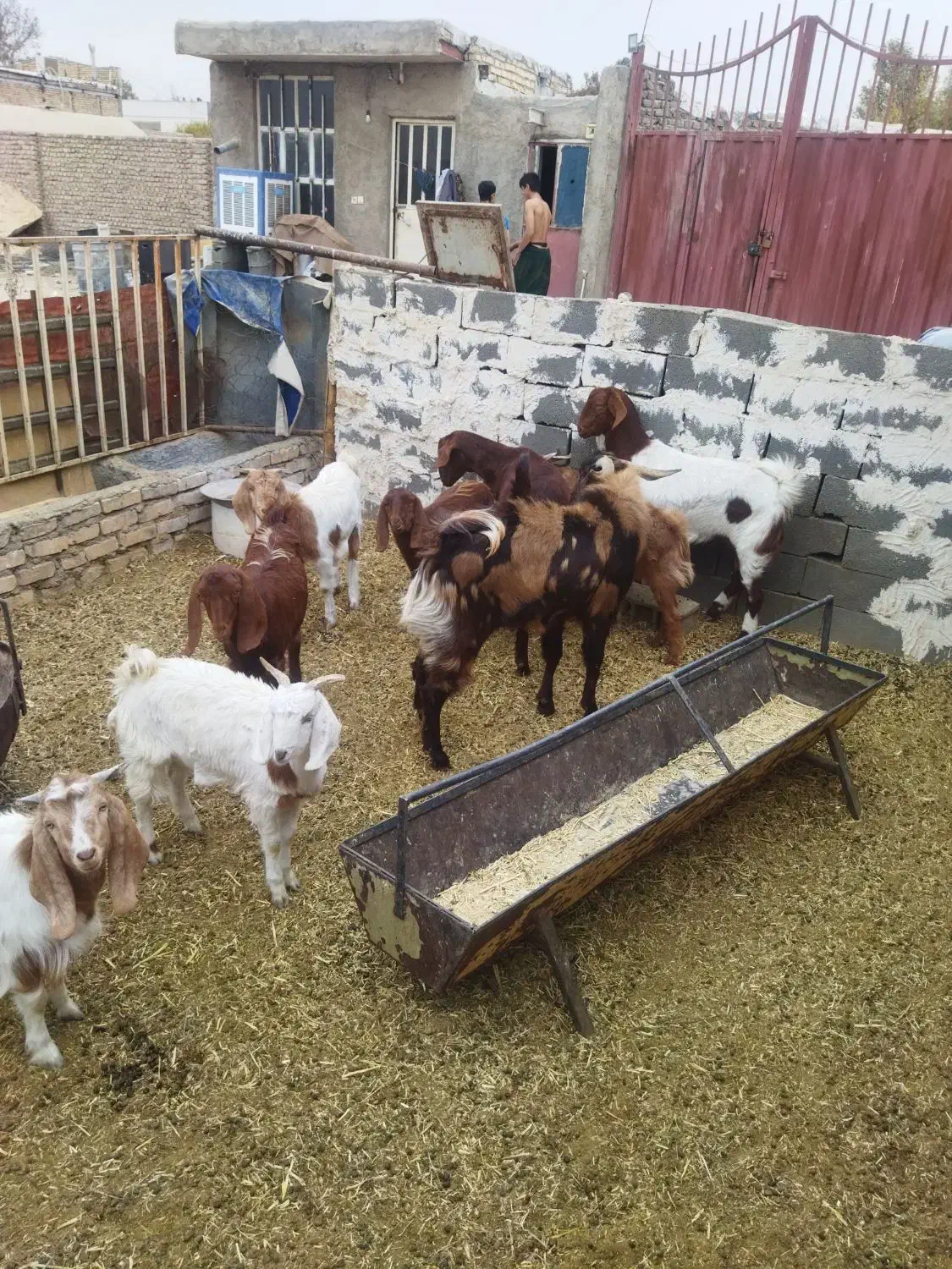 بز و بزغاله|حیوانات مزرعه|پیشوا, |دیوار