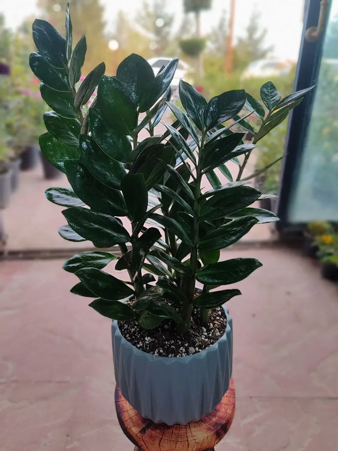 گیاه زاموفیلیا چهار سایز در گلوریا موجود شد|گل و گیاه طبیعی|قم, پردیسان|دیوار