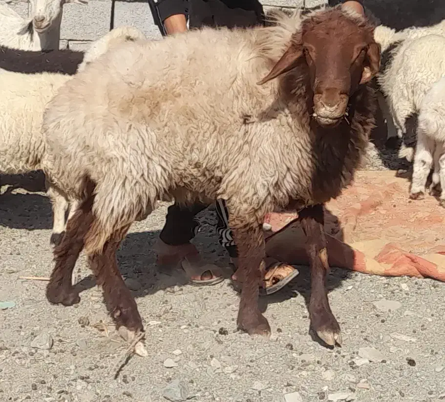 قوچ نژاد افشار|حیوانات مزرعه|کهنوج, |دیوار