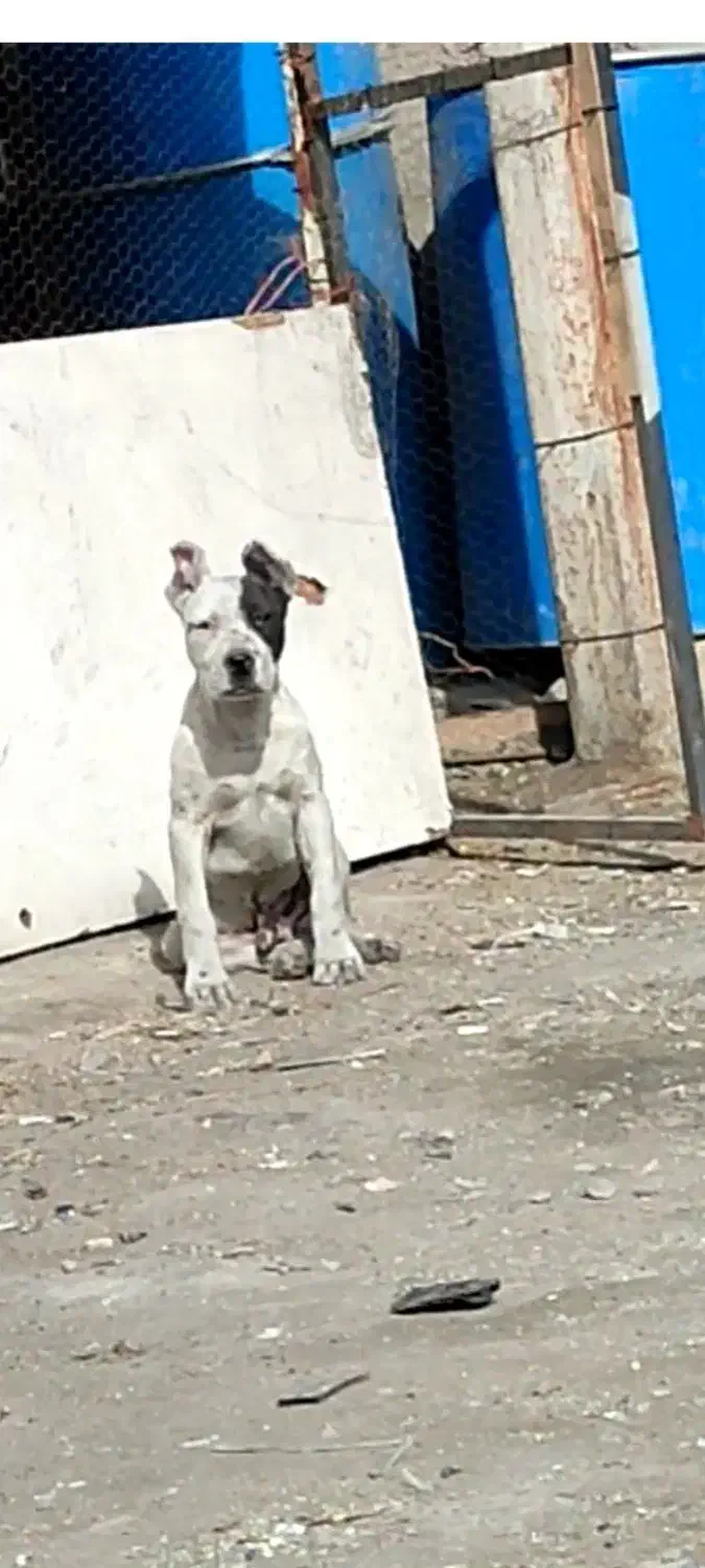 سگ داگو نر نگهبان پیت بول|سگ|بهارستان, |دیوار