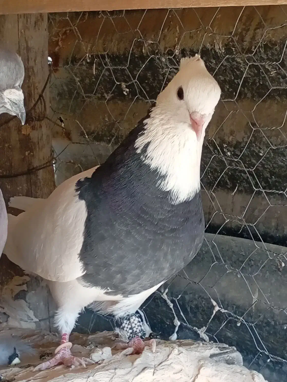 کبوتر طوقی|پرنده|اسلام‌‌آباد غرب, |دیوار