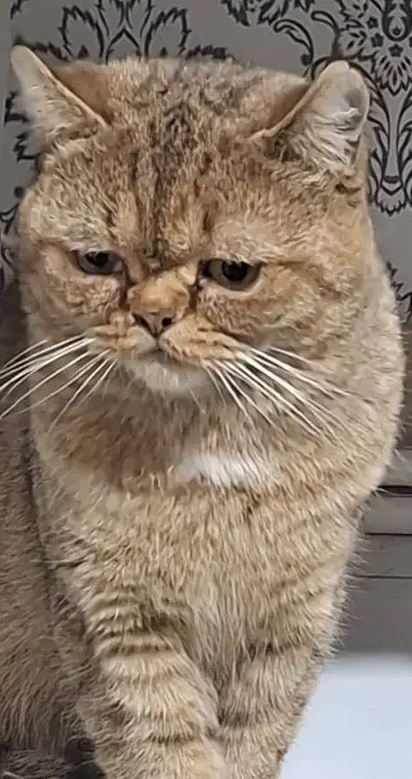 گربه نر جفت گیری|گربه|فردیس, شهرک راه آهن|دیوار