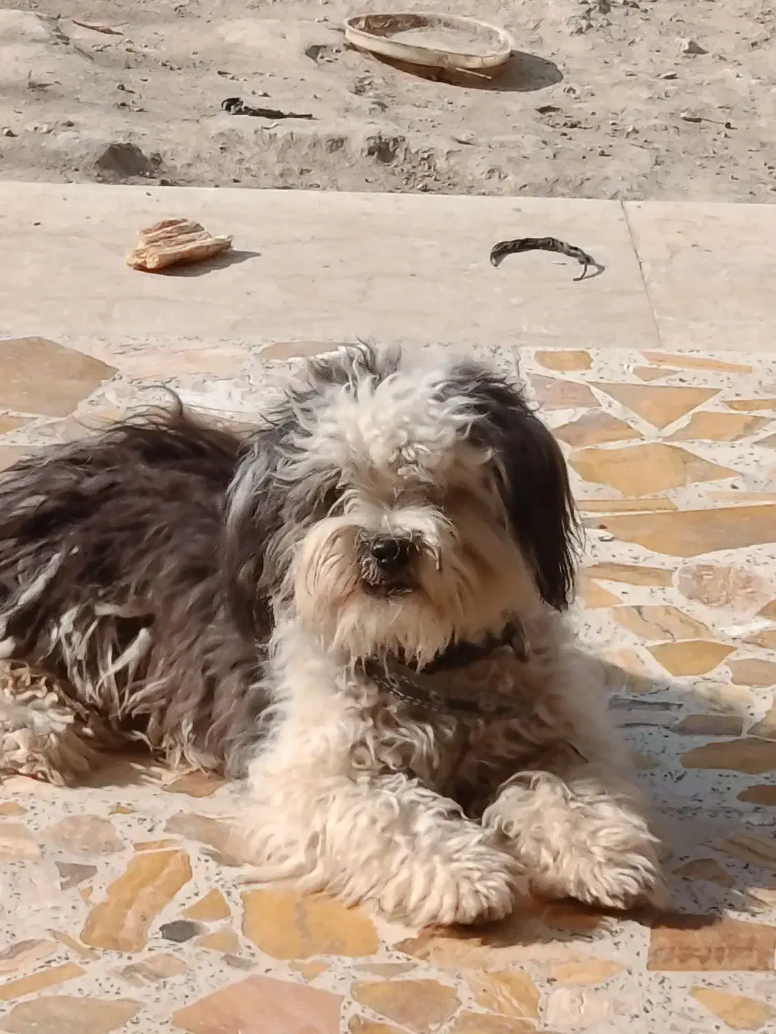 سگ شیتزو|سگ|شهریار, کردزار|دیوار