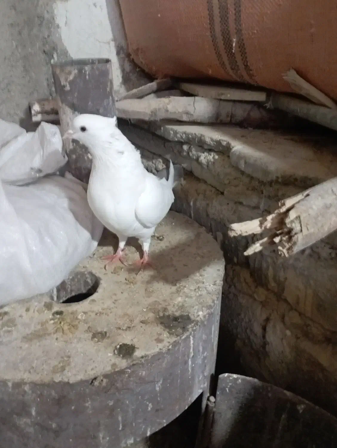 پرنده|پرنده|ملکشاهی, |دیوار