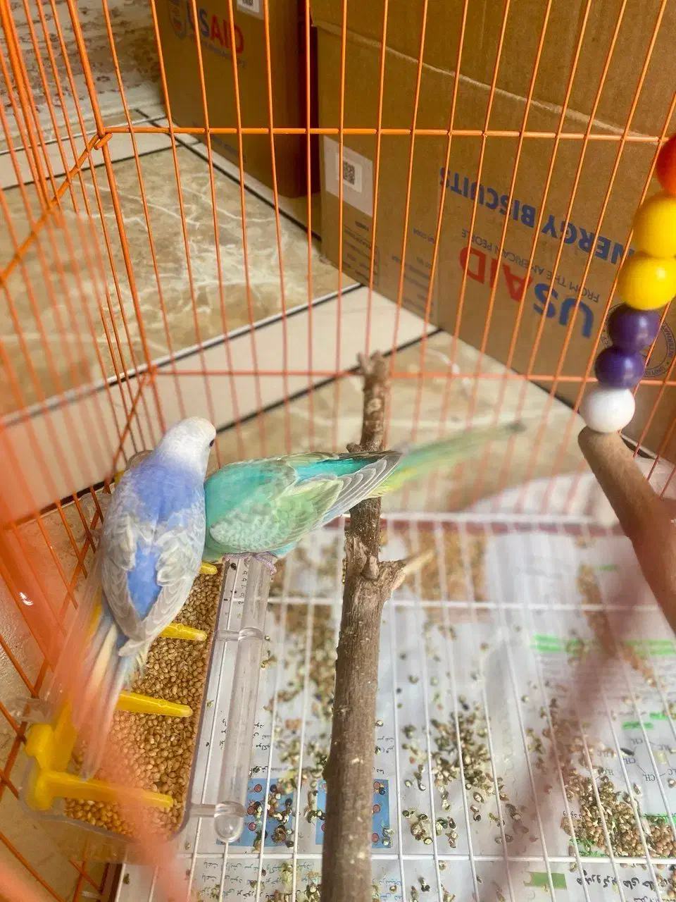 مرغ عشق رنگین کمانی|پرنده|لامرد, |دیوار