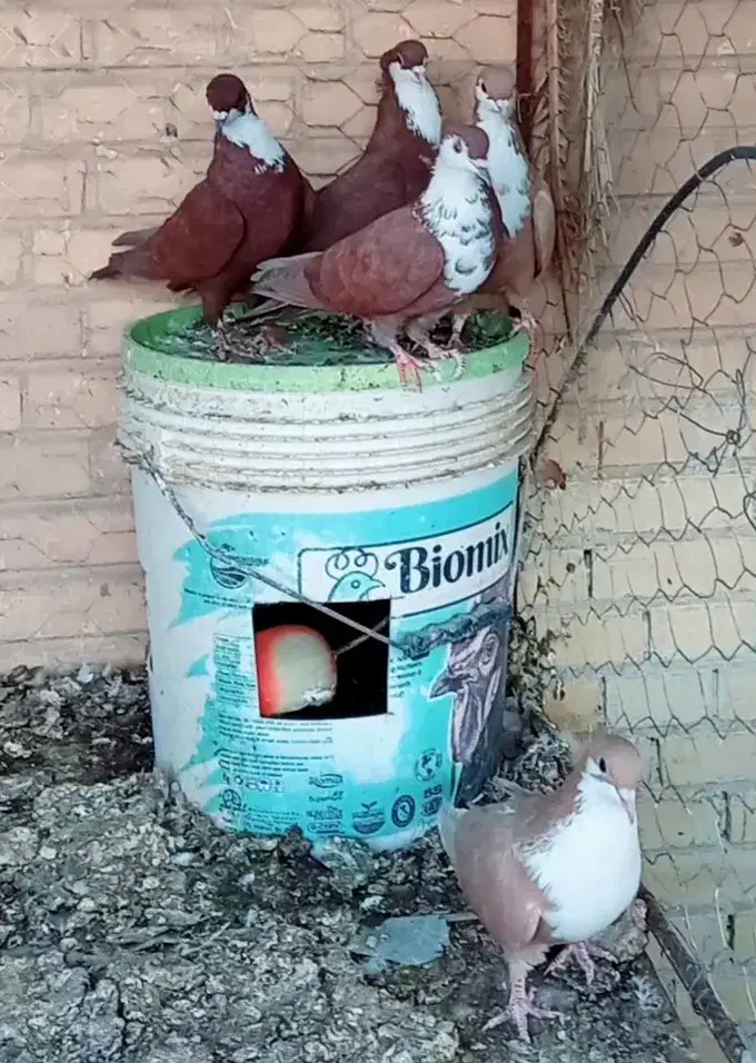 کفتر فروشی زرد گلی رسمی|پرنده|بهرمان, |دیوار