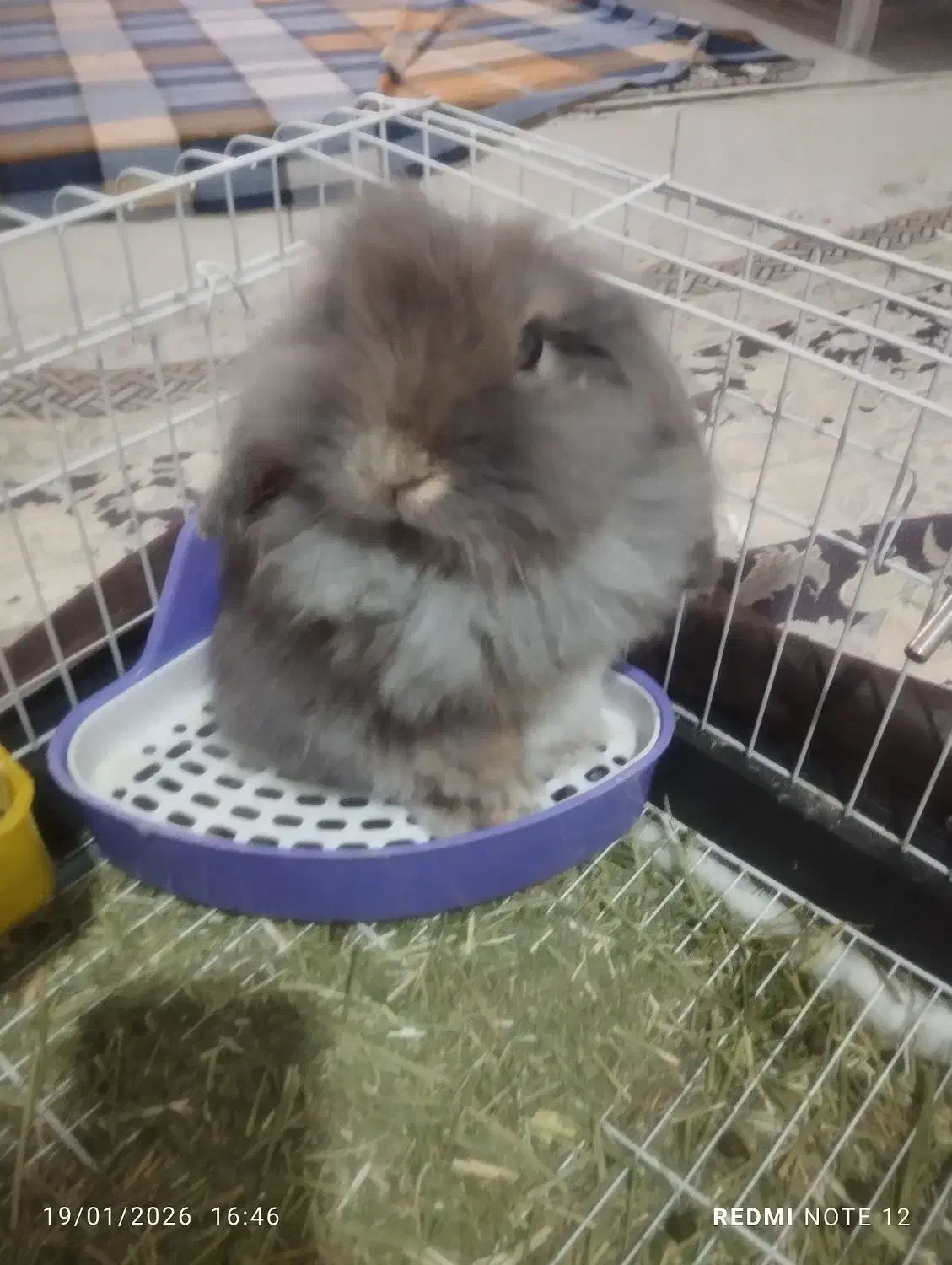 خرگوش لوپ|موش و خرگوش|قرچک, پویینک|دیوار