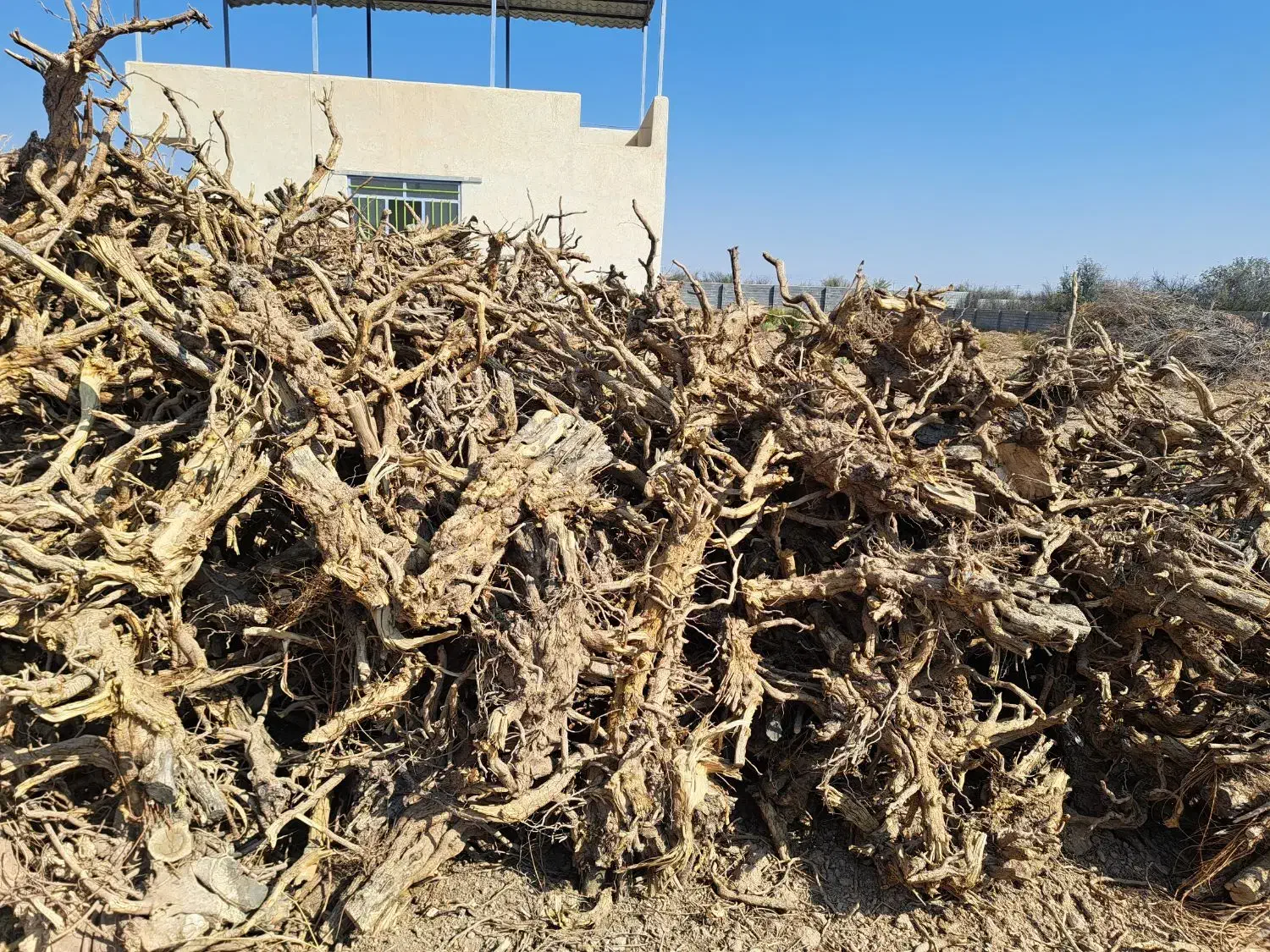 چوب ریشه انار|عمدهفروشی|شیراز, شهرک صدا و سیما|دیوار