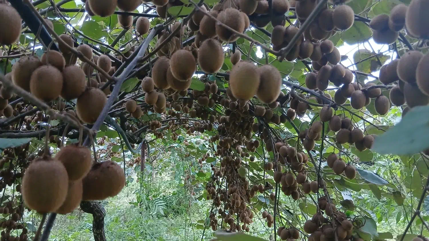 فروش کیوی|عمده‌فروشی|سنگر, |دیوار