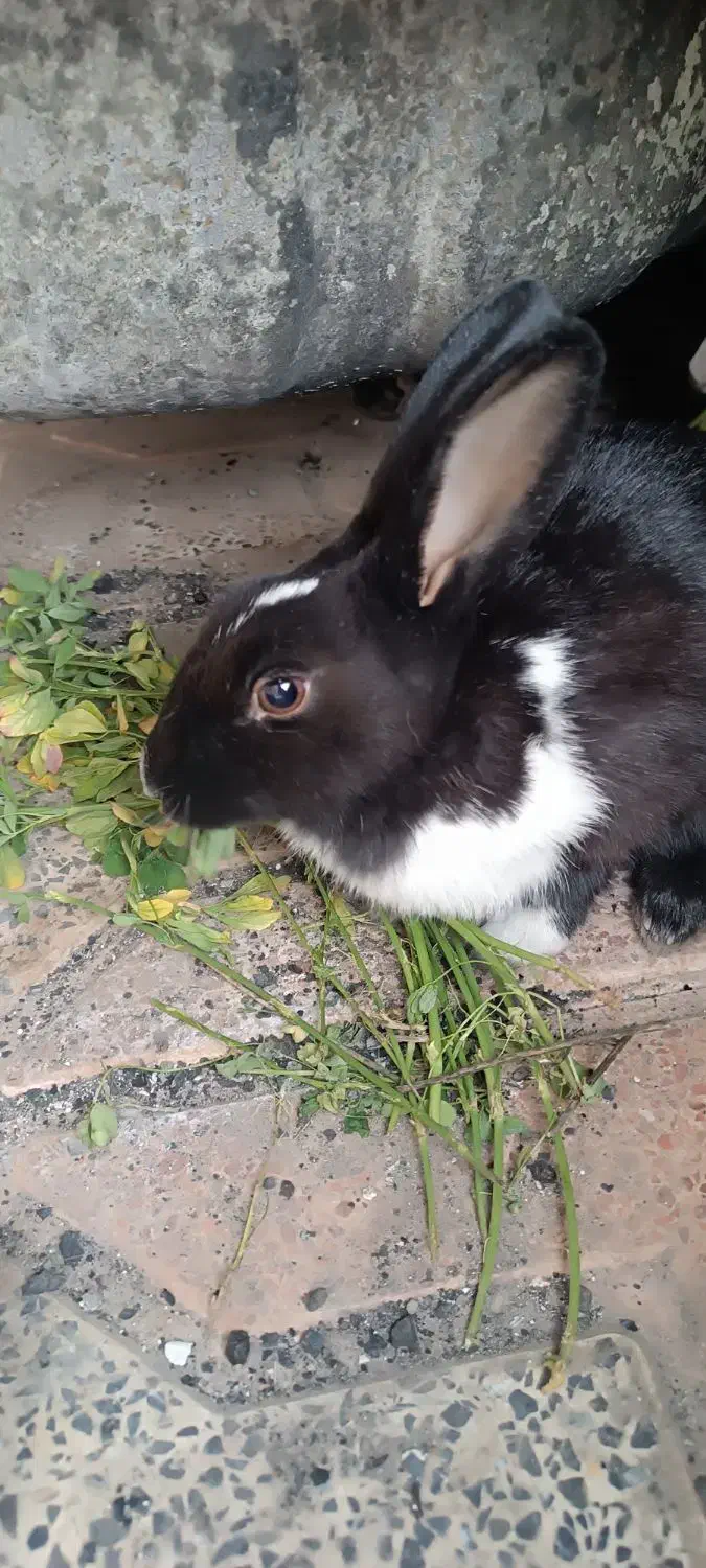 خرگوش نر وماده|موش و خرگوش|بم, |دیوار