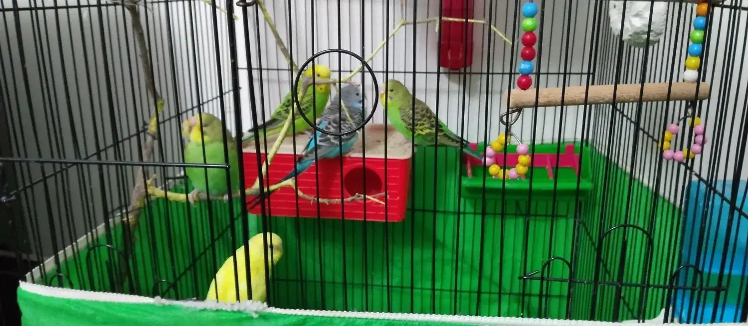 مرغ عشق|پرنده|ارومیه, |دیوار